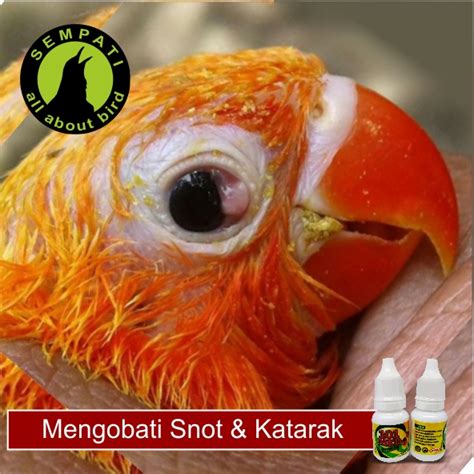 Obat pengapuran tulang yang tepat sangat dibutuhkan guna menyembuhkan penyakit ini. 101 MED ANTIBIOTIC OBAT BURUNG SAKIT SESAK NAFAS MATA ...