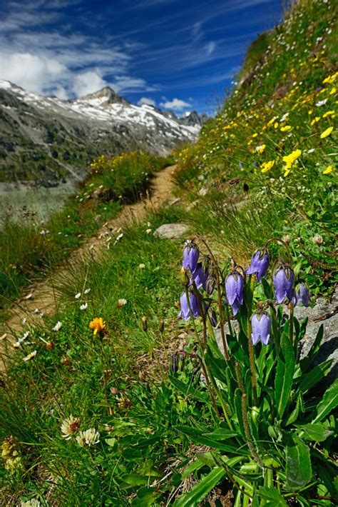 Oberaar Grimsel Alpenblumen Scenery Alpine Flowers Beautiful Places