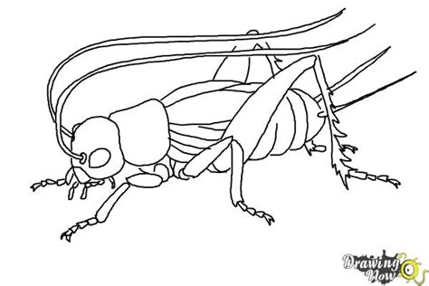 Cartoon Crickets Jumping Sketch Coloring Page