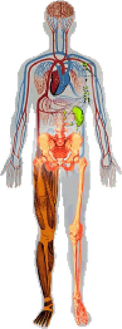 Image Result For Full Human Body Diagram Unlabeled Human Body Diagram