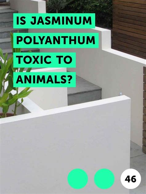 Check spelling or type a new query. Learn Is Jasminum Polyanthum Toxic to Animals? | How to ...