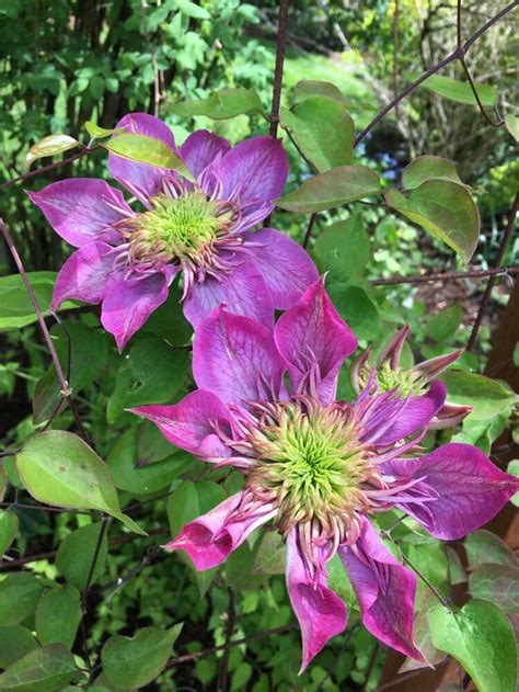 Clematis hybriden kaiser) — крупноцветковый вьющийся многолетник. Rogerson Clematis Garden C. Blushing Bride | Clematis ...