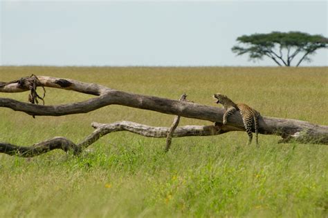 top things to do in tanzania lonely planet