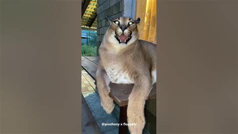 Big Floppa Hissing Caracal Shorts Youtube