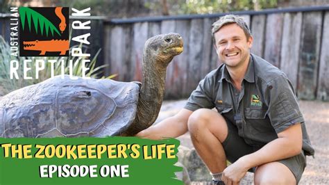 The Zookeepers Life Episode One The Australian Reptile Park Youtube