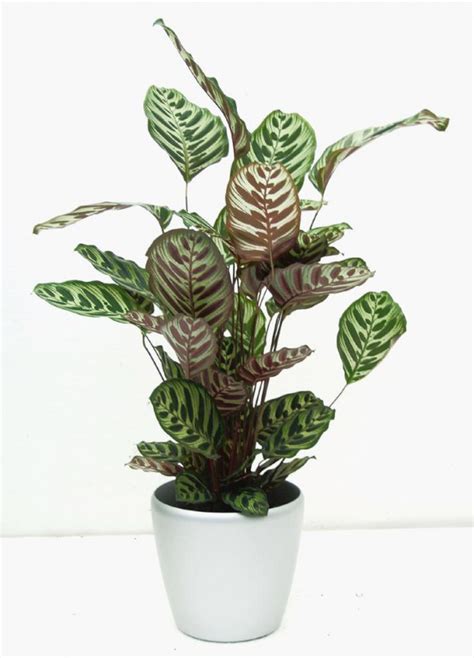 Does a plant grow better in sunlight or artificial light? Plants that Grow without Sunlight | 26 Best Plants to Grow ...