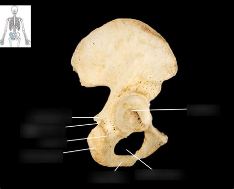 Ischium Bones Diagram Quizlet