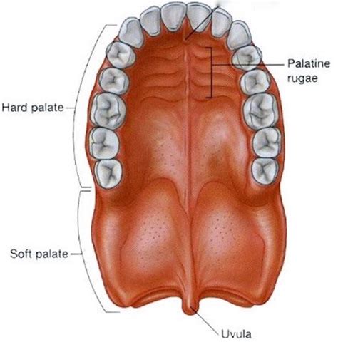 Oral Cavity Oropharynx Outlander Anatomy