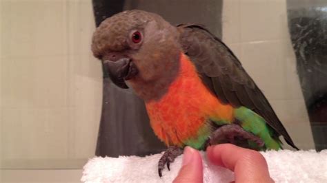 Talking African Red Bellied Parrot Peekaboo Youtube
