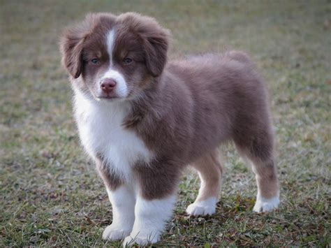 The miniature australian shepherd, abbreviated as mas and also referred to as a miniature american shepherd or mini aussie, is considered a small herding dog breed. Nickelplate Farm - Miniature American Shepherd Puppies For ...