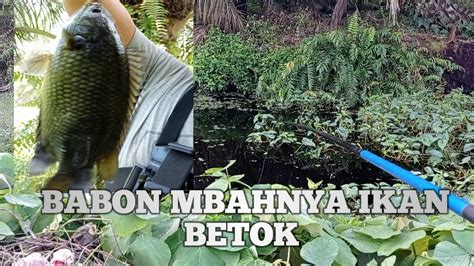 MANCING IKAN BETOK CUMA PAKAI UMPAN CACING Maniak Mancing YouTube