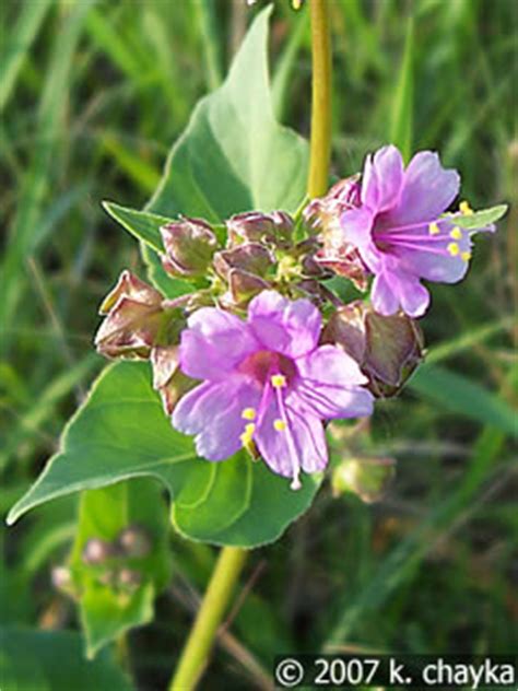 Every bloom is unique, with 4 colors vying for attention! Mirabilis nyctaginea (Wild Four O'Clock): Minnesota ...