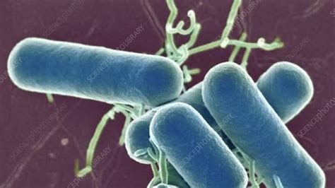 Lactobacillus Bacteria Sem Stock Video Clip K0056916 Science