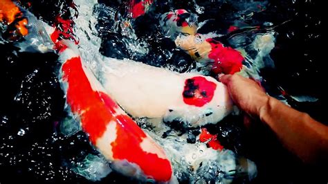 Namun, merawat ikan koi diperlukan komitmen hingga menyediakan kolam ikan yang layak. Cara Mudah Membuat Jinak Ikan Koi Makan dari Tangan Hand ...