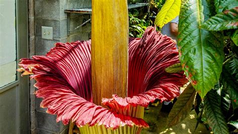 We did not find results for: Corpse flower blooms for the first time at Tennessee's ...