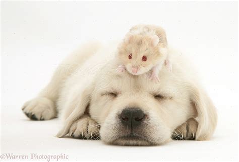 Sleepy Retriever Cross Pup With A Hamster On Its Head Photo Wp16883