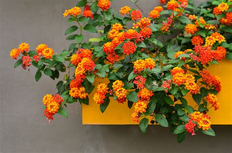10 Of The Best Plants For Containers My Weekly