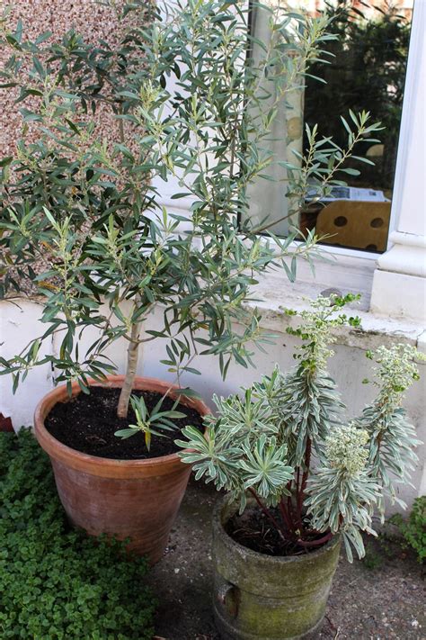 Olive Tree Care Grow An Olive Tree Indoors Hgtv