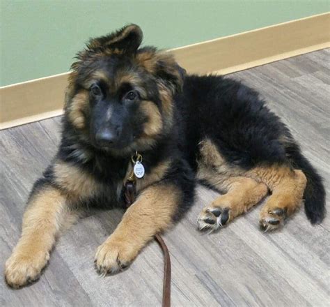How Big Are German Shepherds At 3 Months