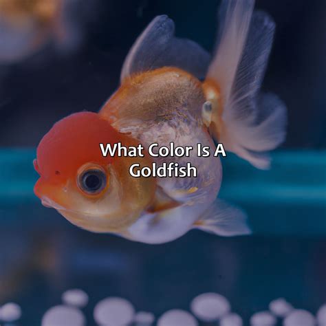 What Color Is A Goldfish