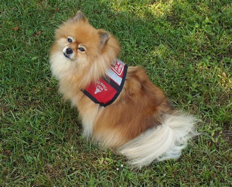 Please note emotional support pets have certain limitations. What is that Word Wednesdays - Ameliorate - Florida ...