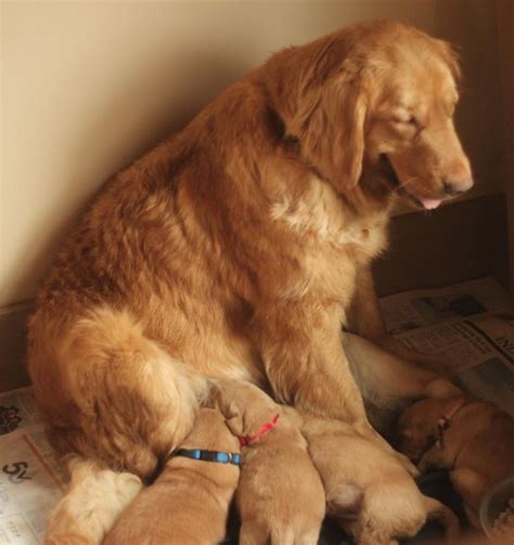 Here at d&j golden retriever puppies, we have been breeding dogs for over 15 years! AKC Golden Retriever Puppies For Sale From Ebeneezer ...
