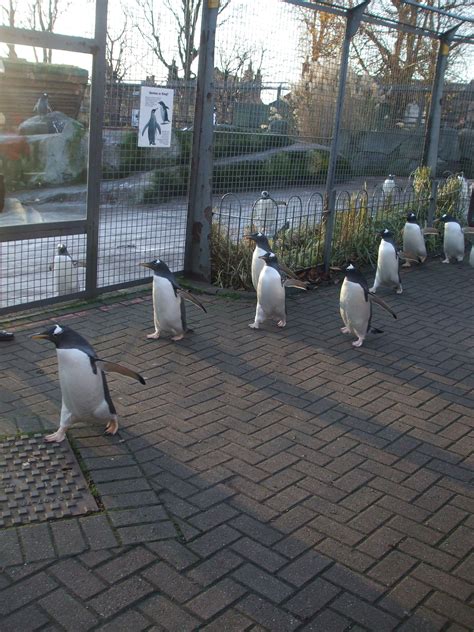The Penguin Parade At Edinburgh Zoo They Actually Come Right Up To You