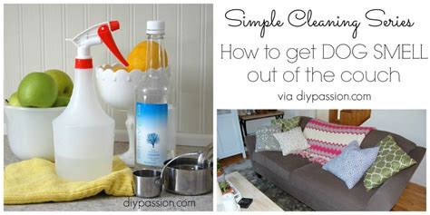 How to remove dog urine smell from couch cushions. How to get dog smells out of the couch | DIY Passion | Diy ...