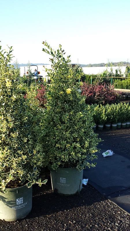 Santas Delight Holly Trees For Sale Online The Tree Center