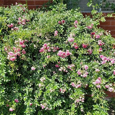 Can rose bushes be returned? Seven Sisters Rose bush | Rose bush, Rose, Plants