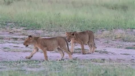 Beautiful African Animals Safaris Lion Cub Tag Of War Without End