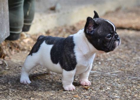 Sparkles most desired lilac & blue merle french bulldog puppy. French Bulldog Info, Size, Temperament, Lifespan, Puppies ...