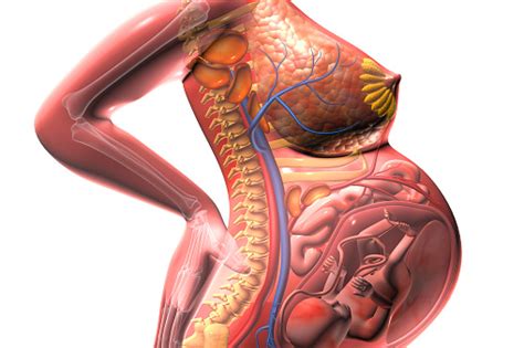 Department of health and human services recommends at least 150 minutes (that's 2 hours during pregnancy, your body makes a hormone known as relaxin. Pregnant Woman And Child In The Womb Human Fetus Stock Photo - Download Image Now - iStock
