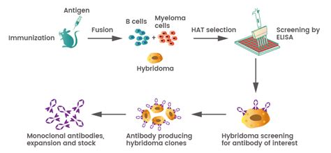 How are Antibodies Produced | Sino Biological