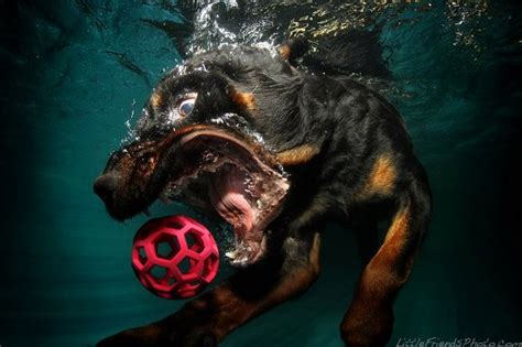 Underwater Dog Photography By Seth Casteel ~ Damn Cool