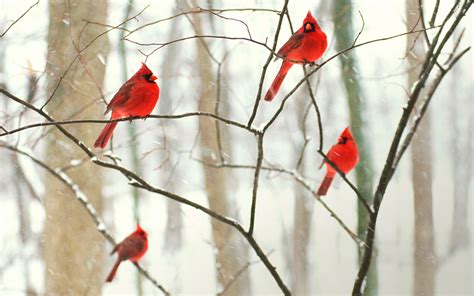 Download Snow Winter Cardinal Bird Animal Northern Cardinal Hd Wallpaper