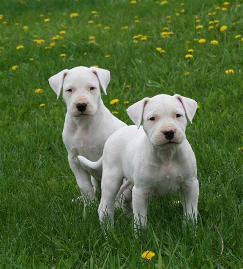 It was developed in the argentine province of córdoba in the 1920s by dr. Dogo Argentino Puppies - Puppy Dog Gallery