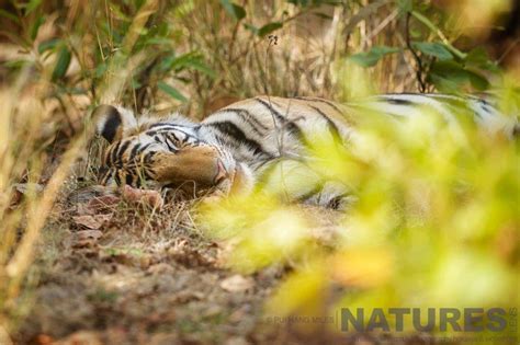 Tigers Of Bandhavgarh Photography Holiday Report News Natureslens