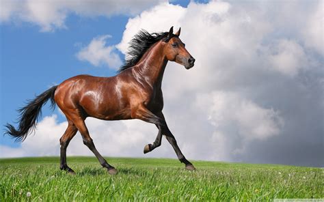 Free photo: Running horse - Animal, Field, Grass - Free Download - Jooinn