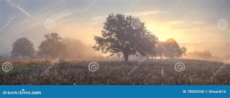 Oak Trees On Meadow In Foggy Morning Stock Photo Image Of Field