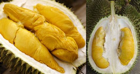 Perundangan menyebabkan perlunya satu takrifan tanah runtuh yang tanah runtuh sering berlaku di negara ini. Musim Durian & Jenis-Jenis Durian Di Malaysia ...