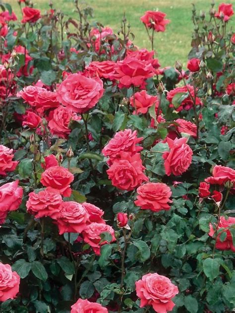 Citrus, honey, musk, cloves or even licorice. The Most Fragrant Roses for Your Garden | HGTV | Fragrant ...