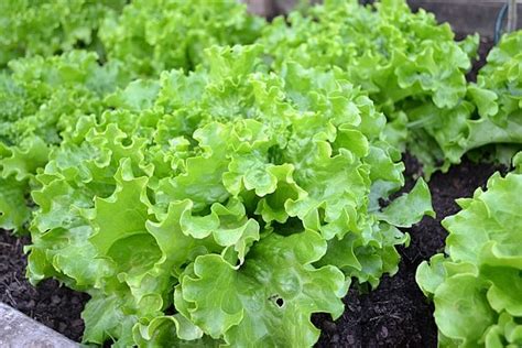 To grow great lettuce, find a site that offers at least. 5 Easy To Grow Vegetables For Gardening Beginners ...