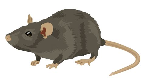 Rat Gifcen