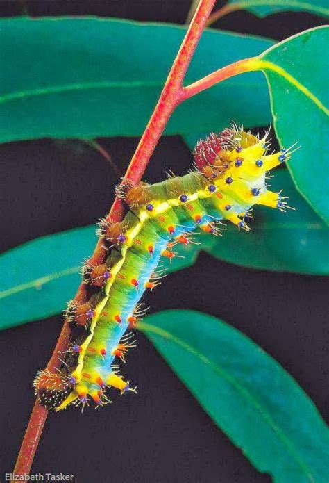 Save Our Beautiful Mother Nature All Animals Photos Chenille Insect