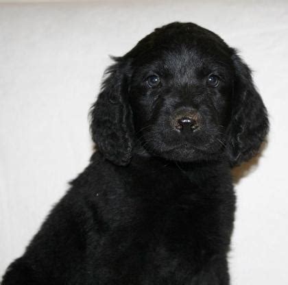 The standard poodle began its development as a retrieving water dog more than 400 years ago. Newfypoo Puppies (Newfoundland and Standard Poodle) 8 ...