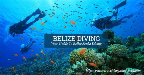 Belize Diving Your Guide To Best Diving Sites 2022 Update