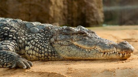 Killer Nile Crocodiles In Florida Its Possible