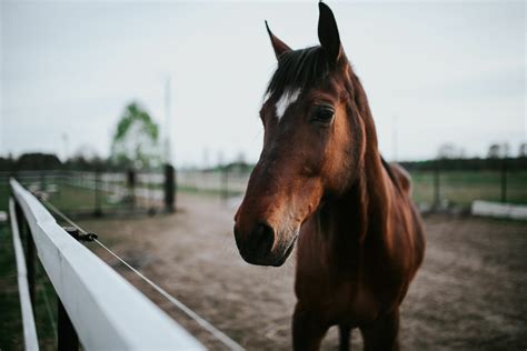 Download Depth Of Field Animal Horse 4k Ultra Hd Wallpaper
