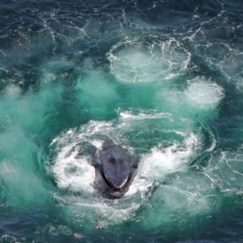 A collection of the top 50 humpback whale wallpapers and backgrounds available for download for free. Humpback Whale Wallpaper -- HD Wallpapers of Humpback ...
